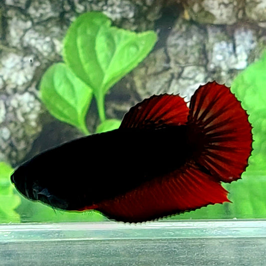 Black Devil HMPK Female For Sorority Tank/Breed