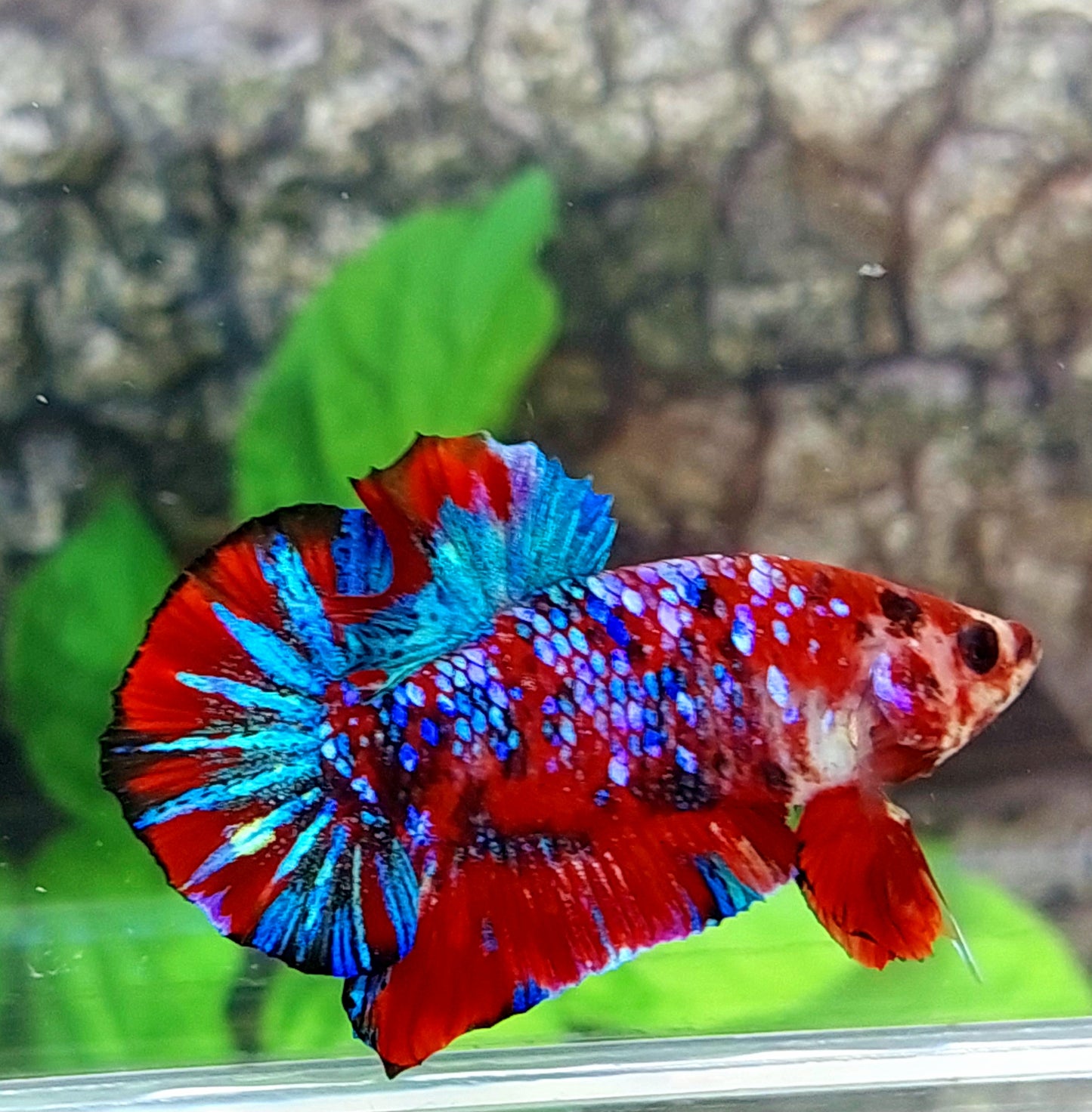 Multicolor Red Galaxy HMPK Male