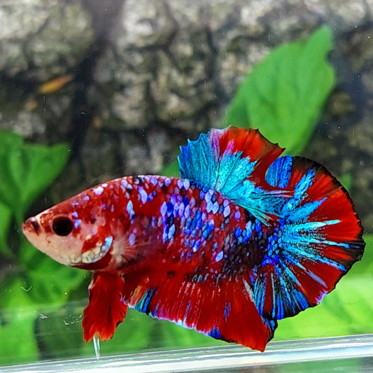 Multicolor Red Galaxy HMPK Male
