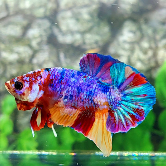 Multicolor Purple Candy HMPK Male