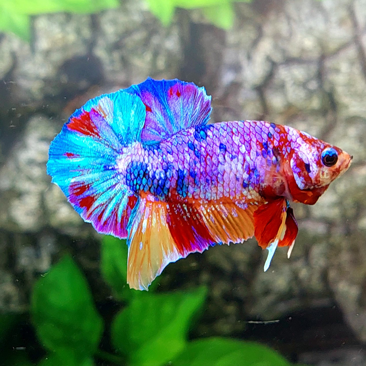 Multicolor Purple Candy HMPK Male