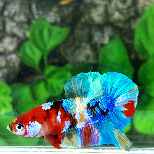 Multicolor Galaxy HMPK Male