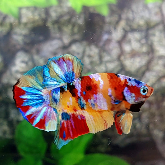 Multicolor Yellowbase Galaxy HMPK Male