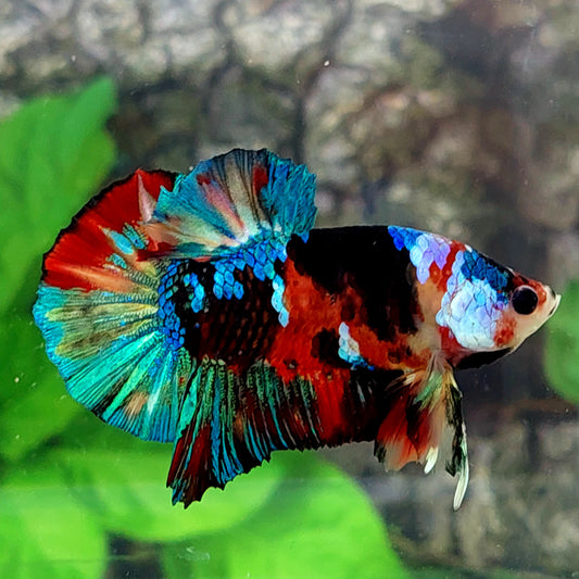 Multicolor Galaxy HMPK Male