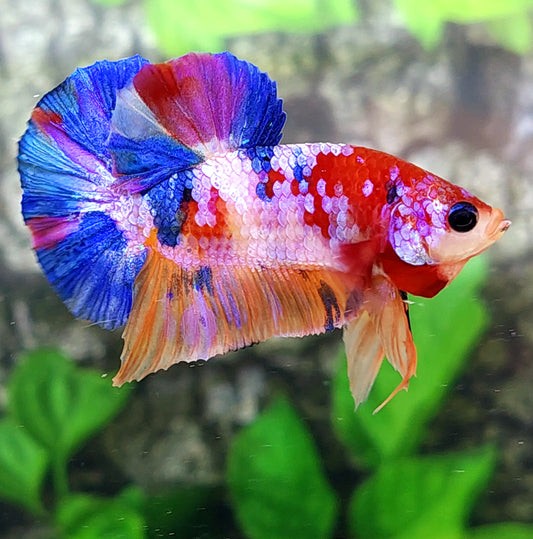 Multicolor Pink Purple Galaxy HMPK Male