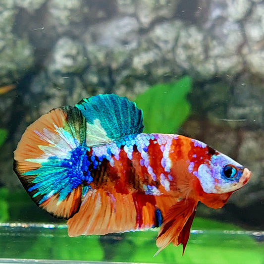 Multicolor Galaxy HMPK Male