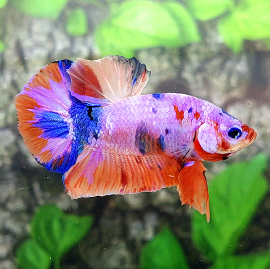 Multicolor Pink Galaxy HMPK Male