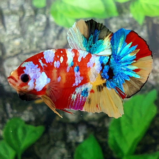 Multicolor Galaxy HMPK Male