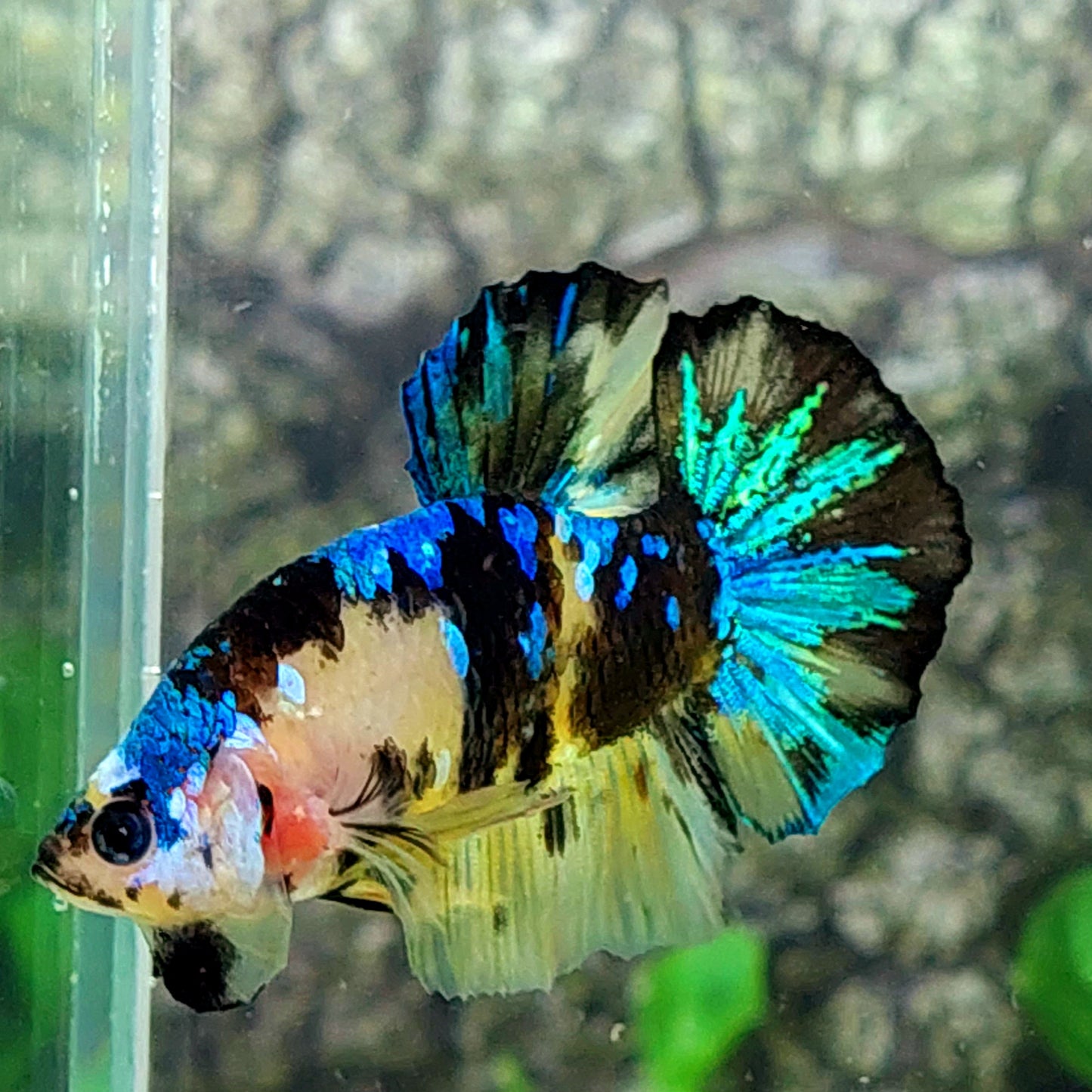 Yellow Tiger Koi Galaxy HMPK Male