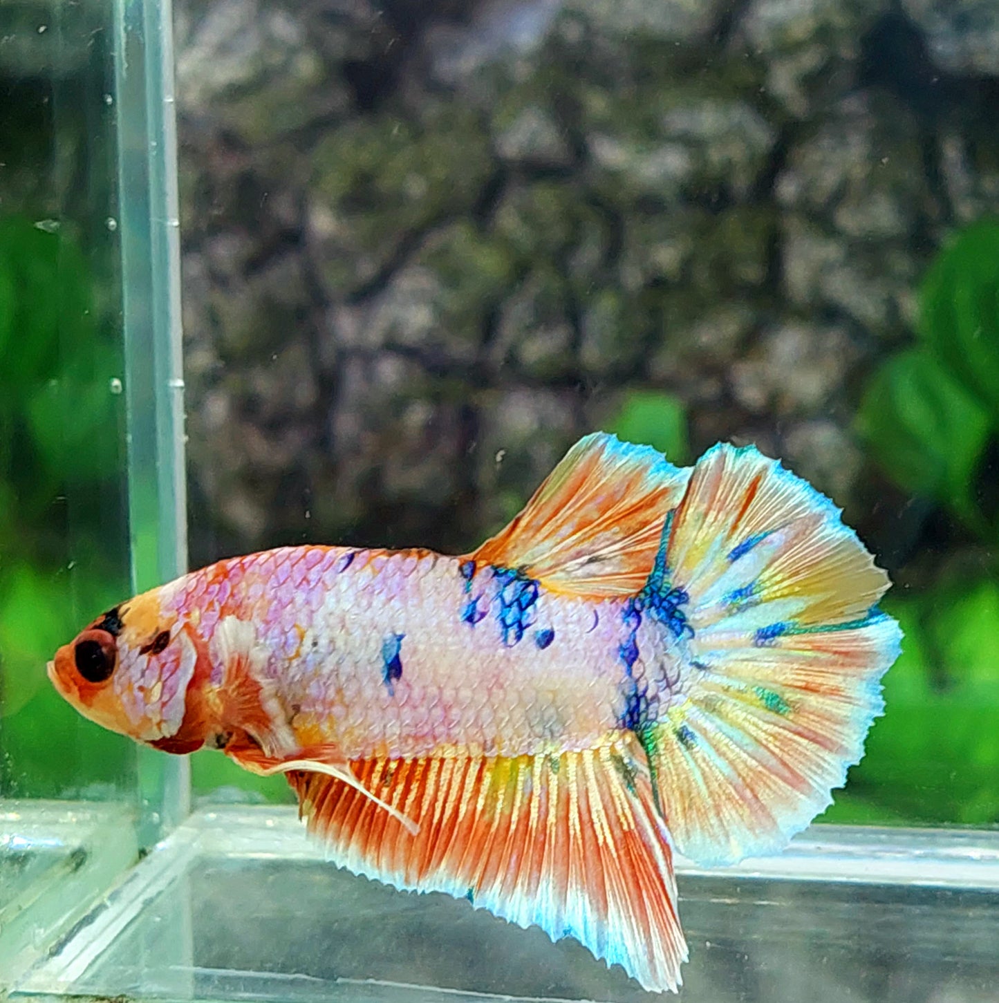 Amarillo Cobre Púrpura Galaxia OHMPK Macho