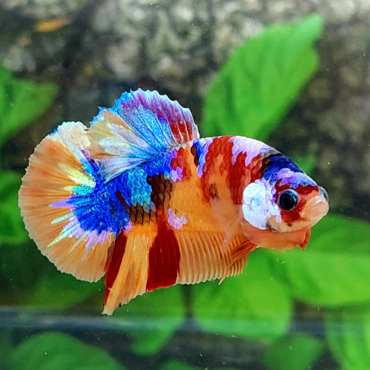 Multicolor Galaxy HMPK Male