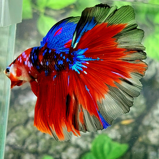 Multicolor Red Galaxy Halfmoon Male