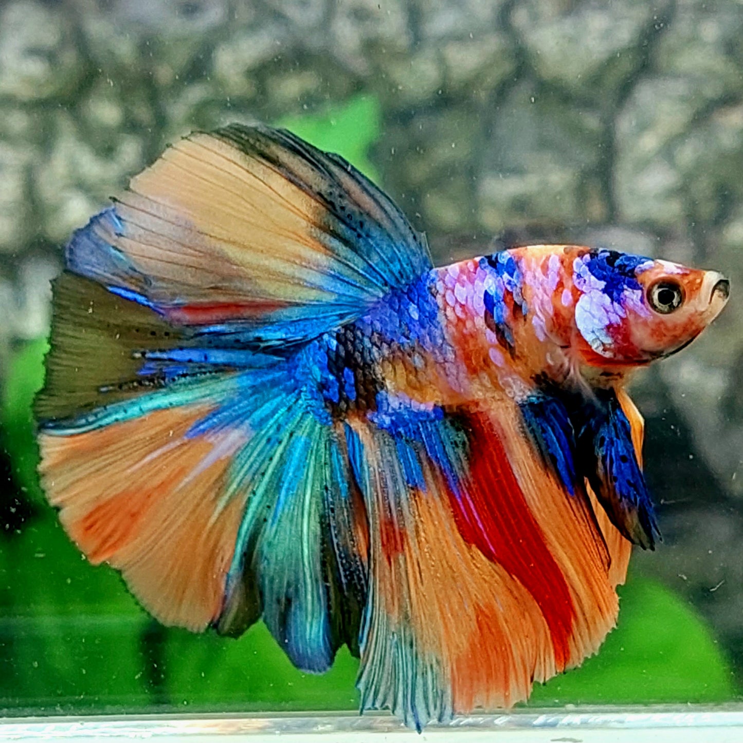 Macho Galaxia Media Luna Multicolor