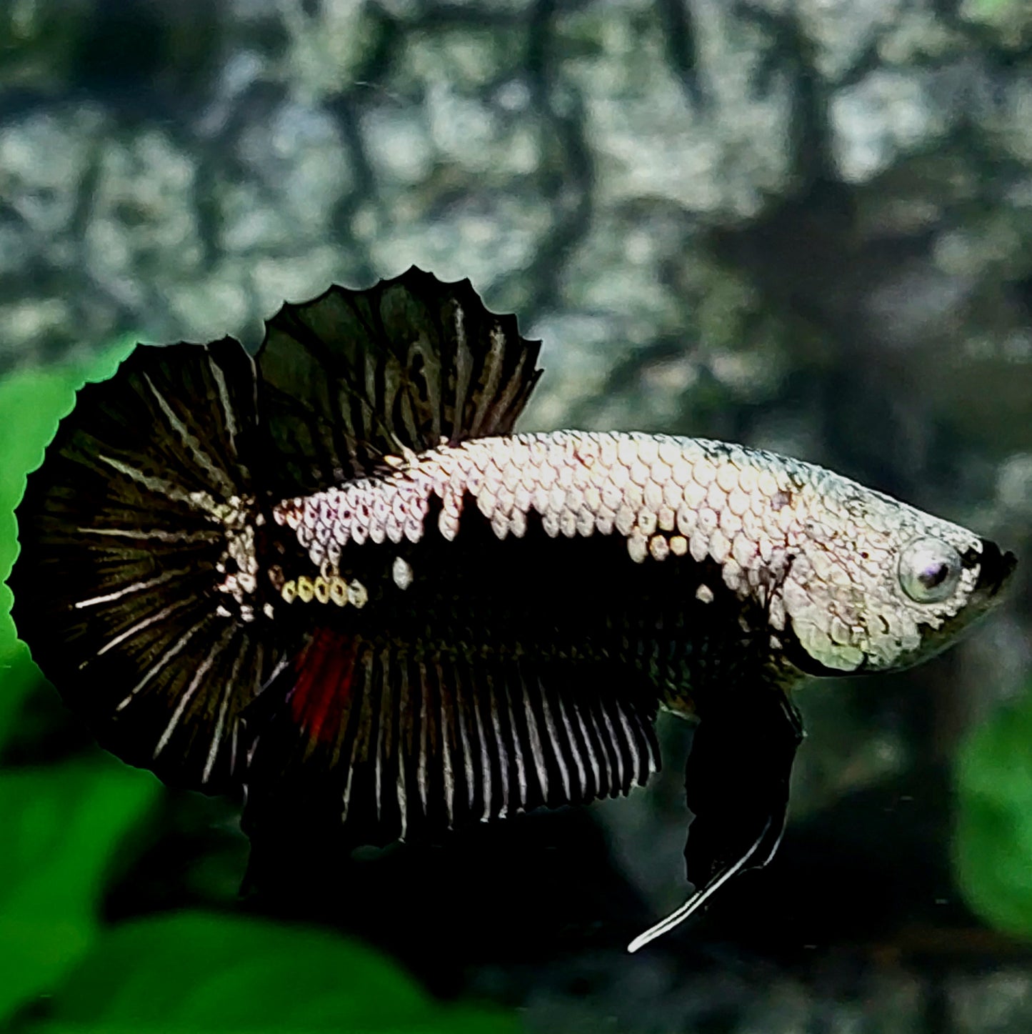 Amarillo Cobre Púrpura Galaxia OHMPK Macho