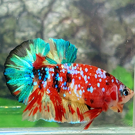 Multicolor Galaxy HMPK Male