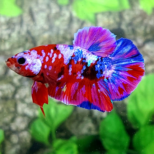 Multicolor Red Pink Purple Galaxy HMPK Male