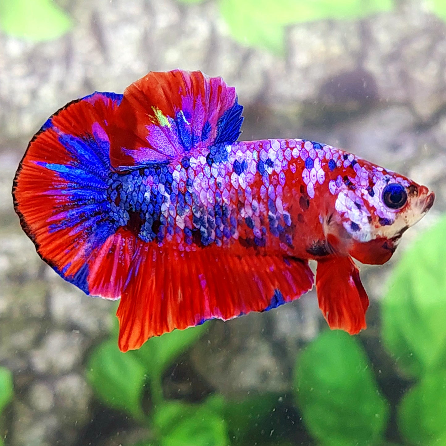 Multicolor Red Pink Purple Galaxy HMPK Male