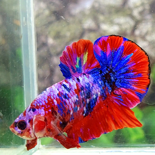 Multicolor Red Pink Purple Galaxy HMPK Male