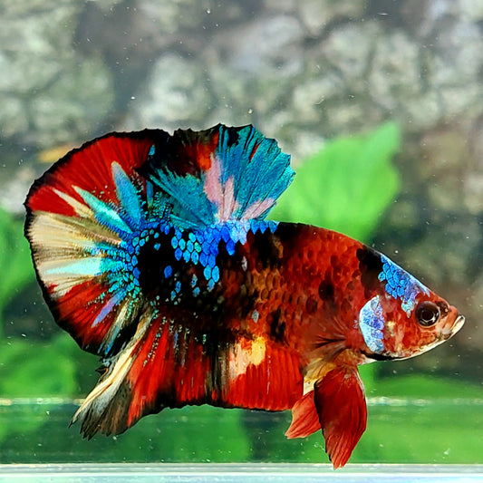 Multicolor Galaxy HMPK Male