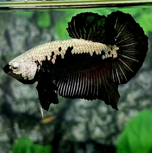 Amarillo Cobre Púrpura Galaxia OHMPK Macho