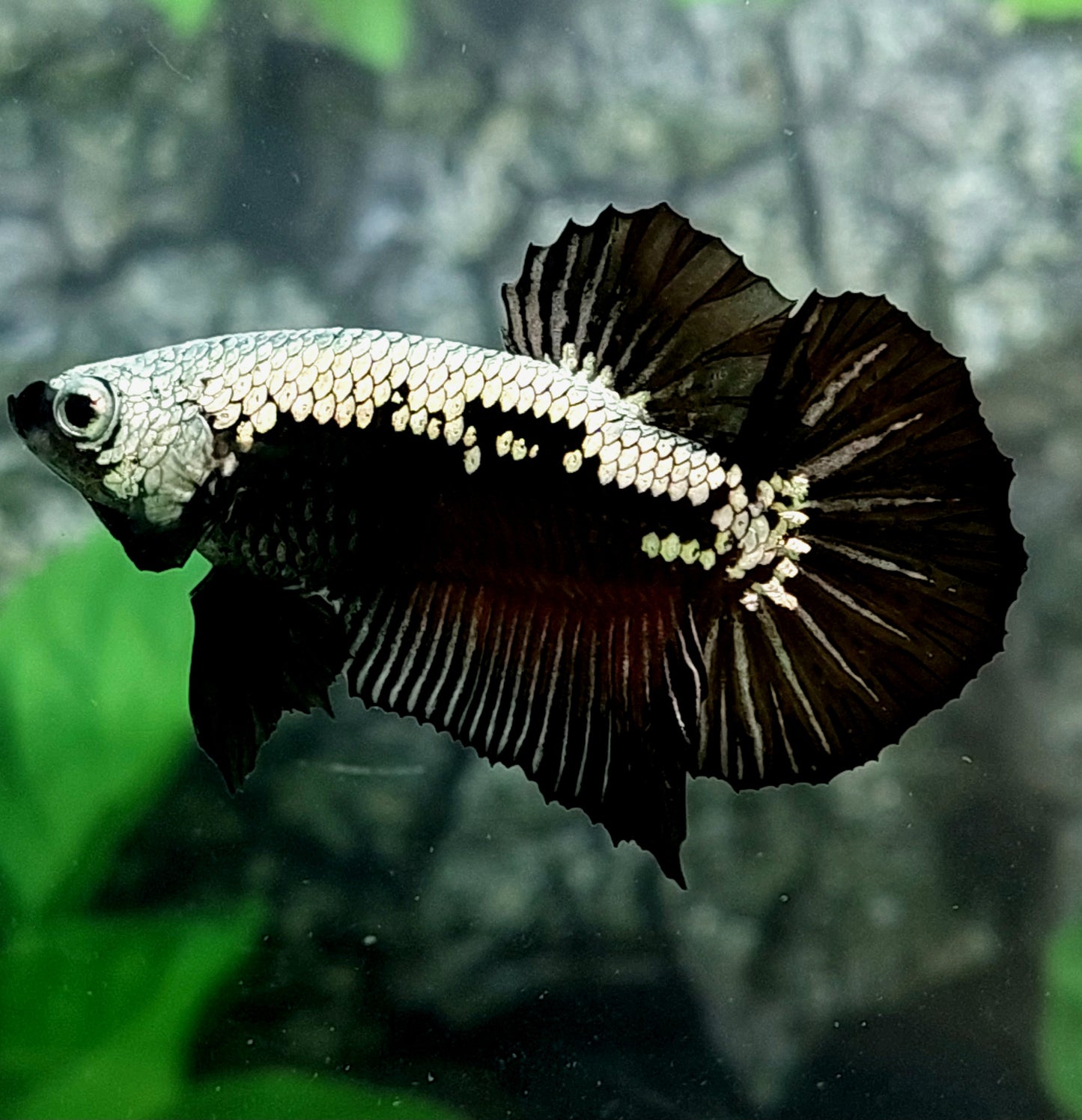 Black Samurai HMPK Male