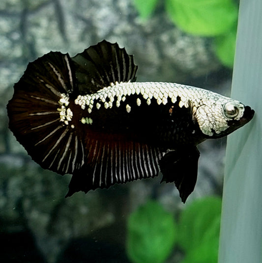 Amarillo Cobre Púrpura Galaxia OHMPK Macho