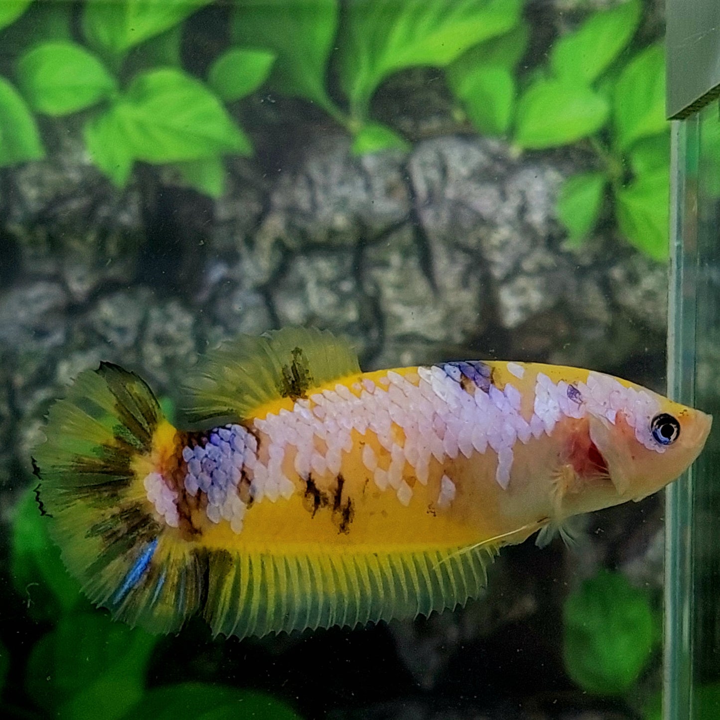 Yellow Koi Galaxy HMPK GIANT Female For Sorority Tank/Breed