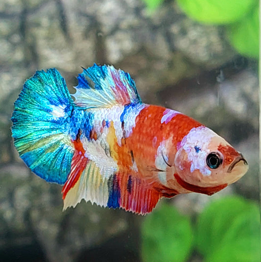 Multicolor Yellowbase Galaxy HMPK Female For Sorority Tank/Breed