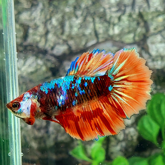 Avatar Candy Galaxy Halfmoon Female For Sorority Tank/Breed