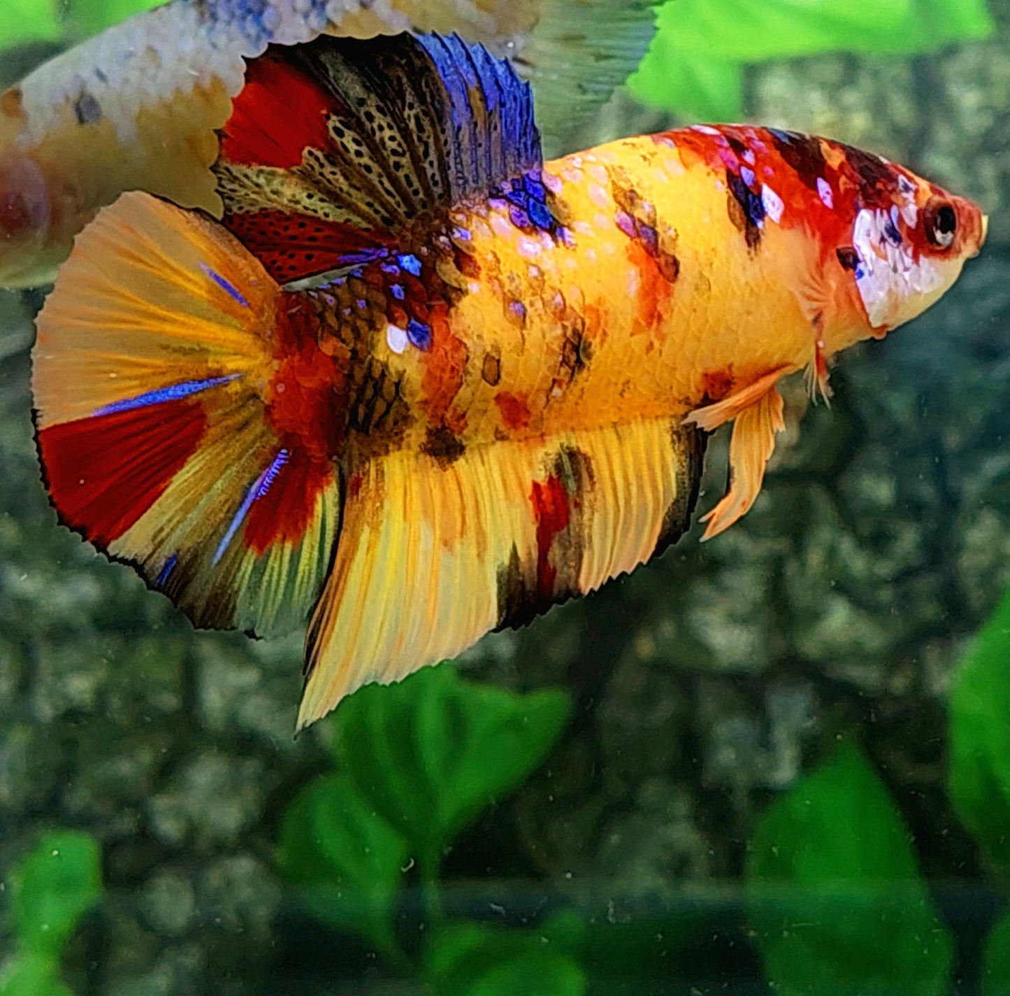Yellowbase Multicolor GIANT HMPK Male