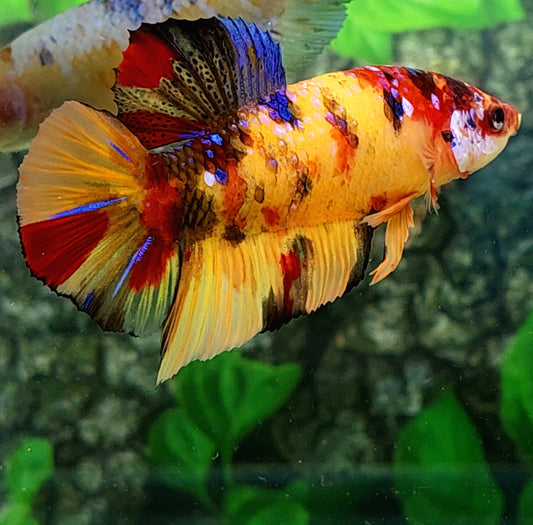 Yellowbase Multicolor GIANT HMPK Male