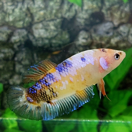 Multicolor Samurai HMPK GIANT Female For Sorority Tank/Breed