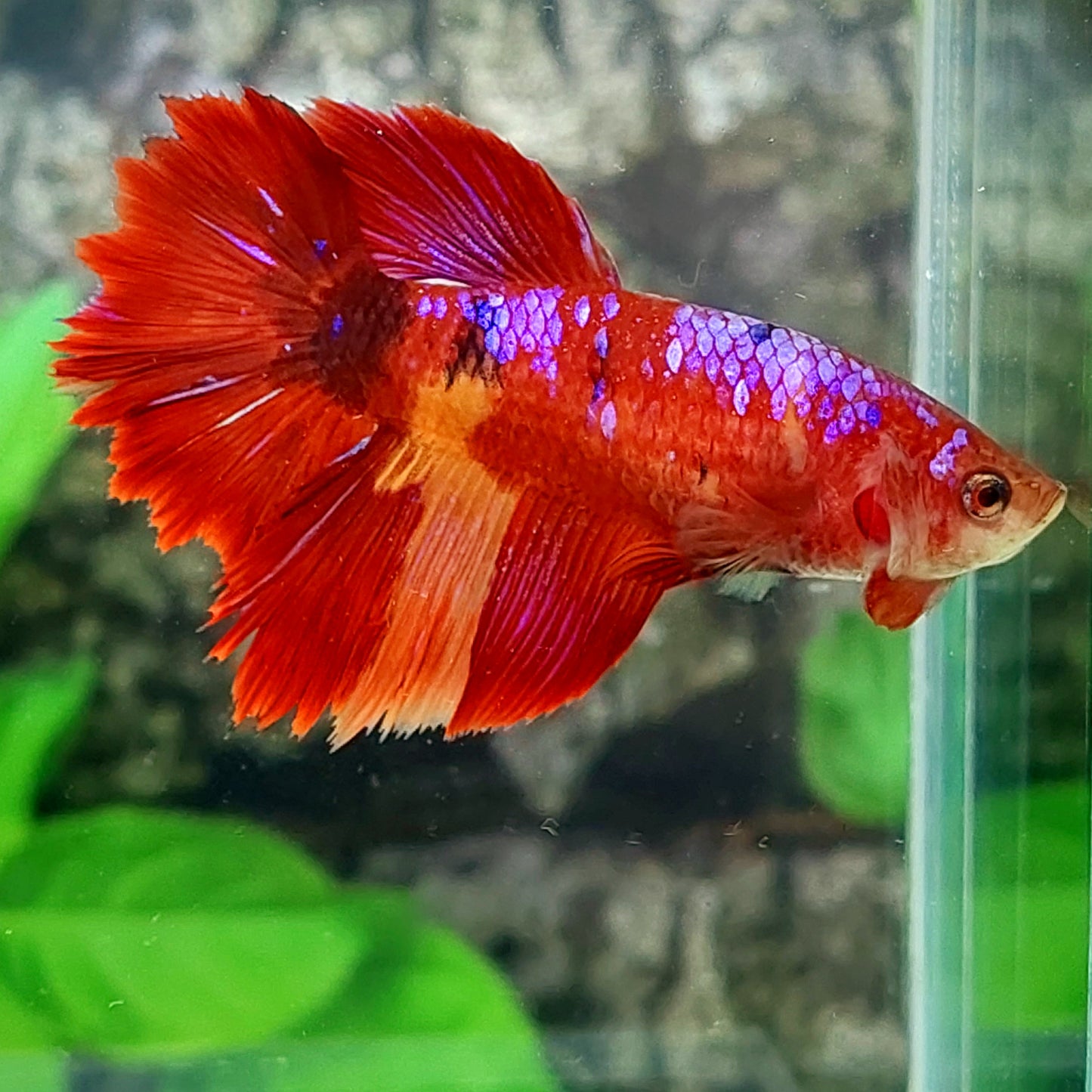 Hembra de media luna rosa y púrpura para tanque/raza de hermandad
