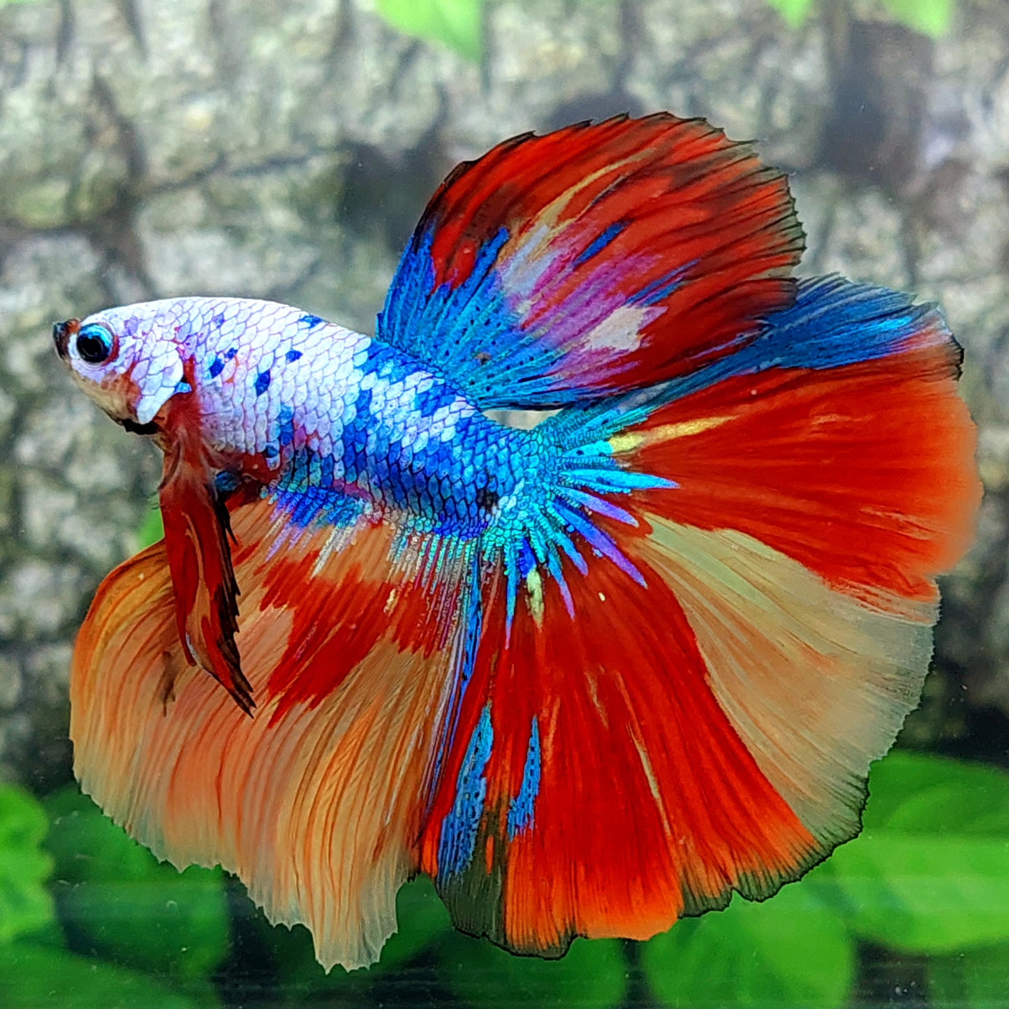 Multicolor Candy Halfmoon Male