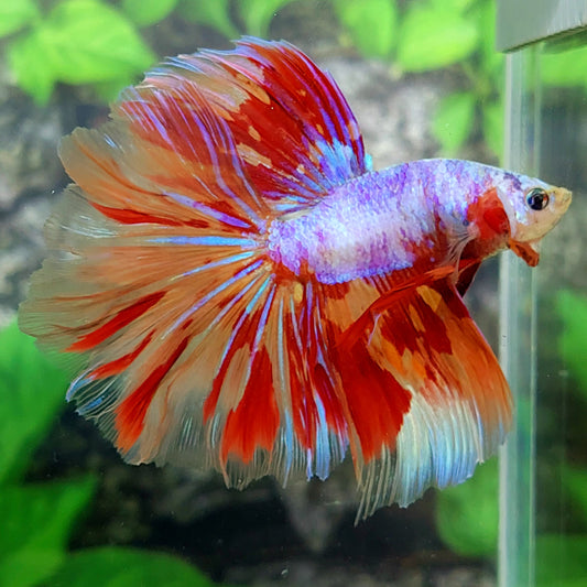 Multicolor Leopard Pink Purple Candy Halfmoon Male