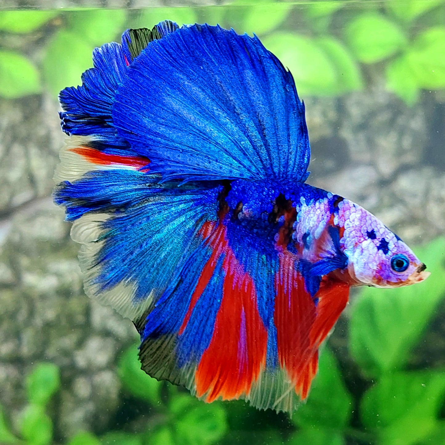 Macho Galaxia Media Luna Multicolor