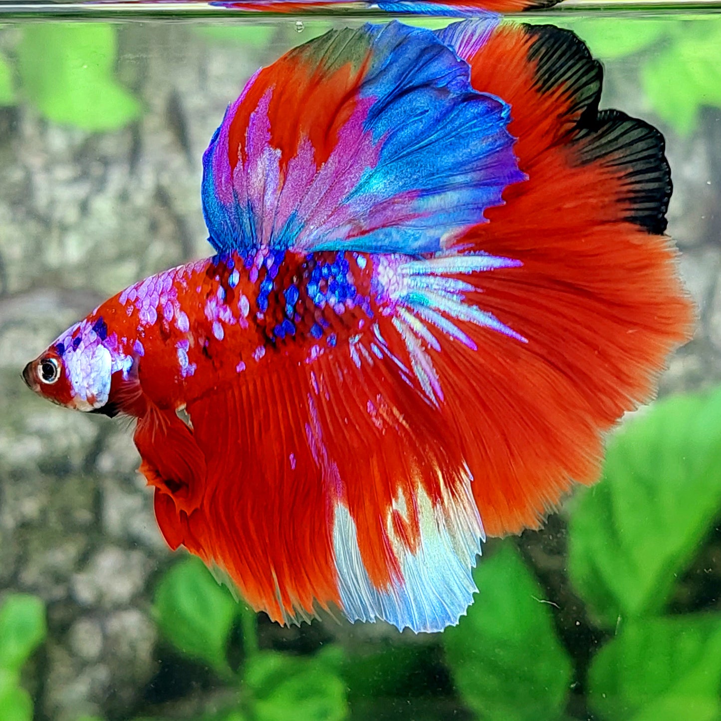 Multicolor Red Purple Galaxy Halfmoon Male