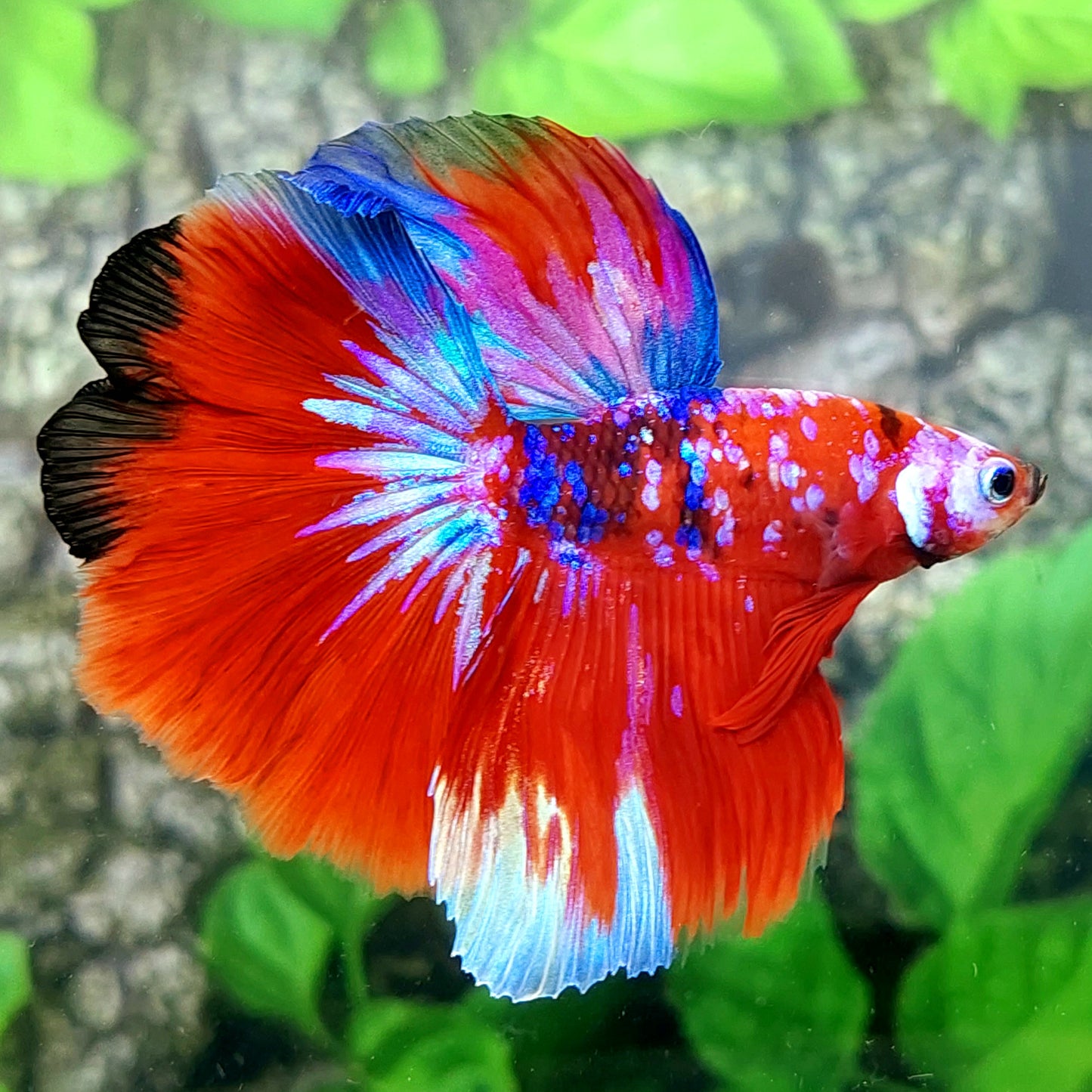 Multicolor Red Purple Galaxy Halfmoon Male