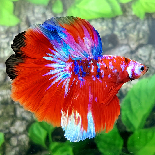 Multicolor Red Purple Galaxy Halfmoon Male