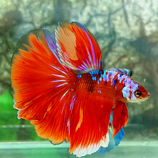 Multicolor Red Galaxy Halfmoon Male