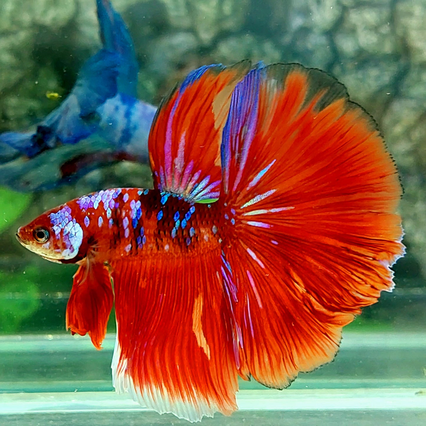 Multicolor Red Galaxy Halfmoon Male