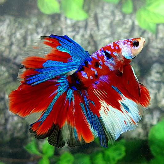 Multicolor Red Pink Galaxy Halfmoon Male