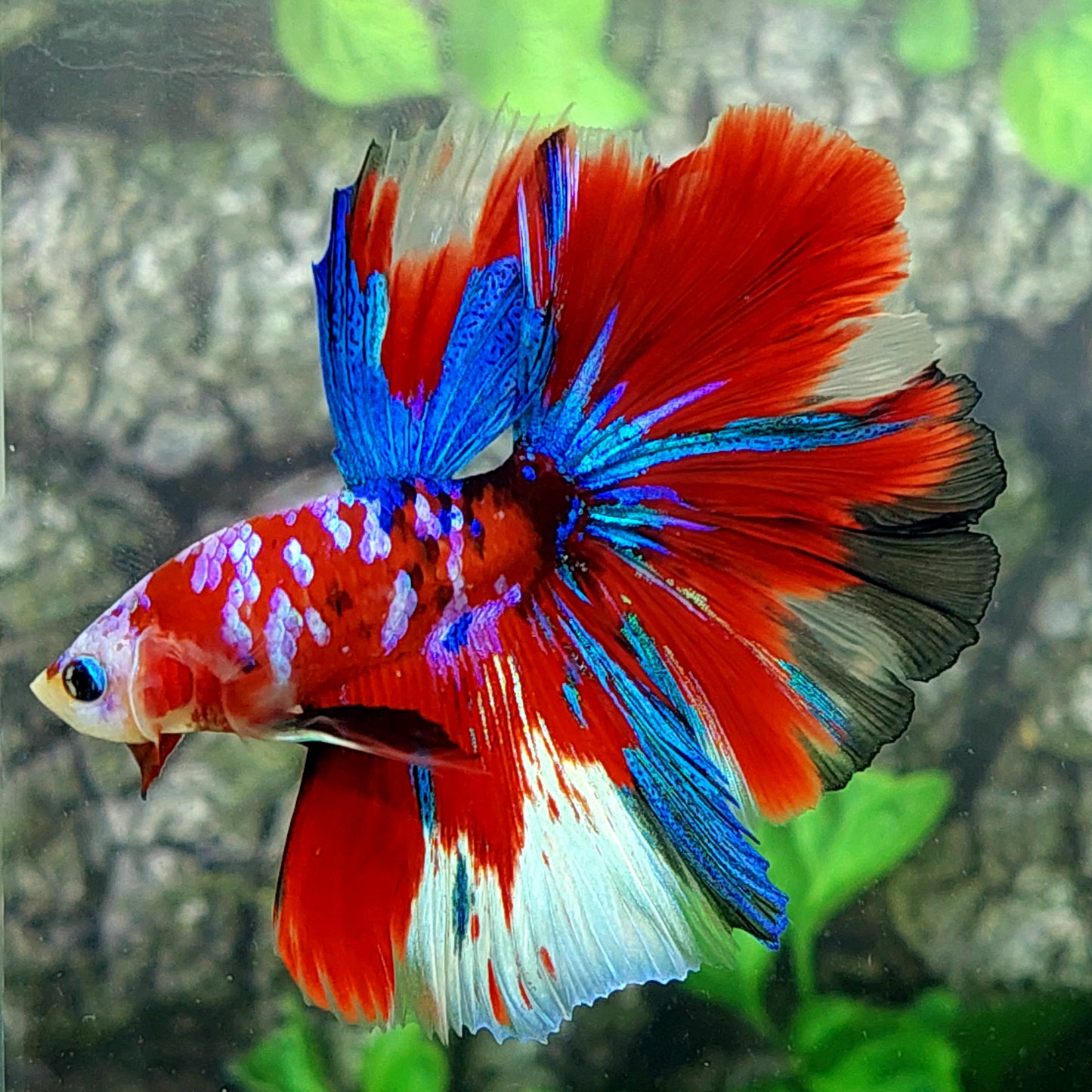 Multicolor Red Pink Galaxy Halfmoon Male