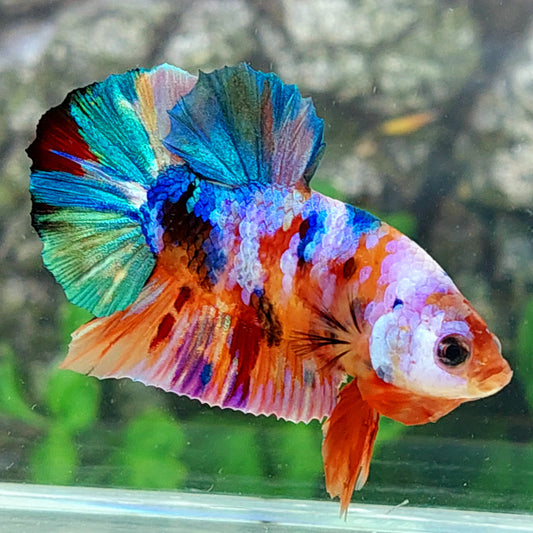 Multicolor Galaxy HMPK Male