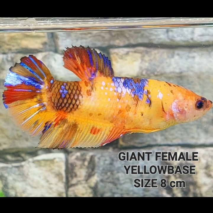 Yellowbase Multicolor HMPK GIANT Female For Sorority Tank/Breed