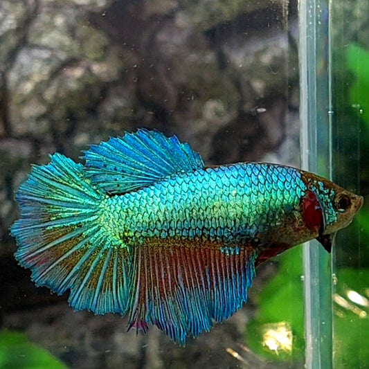 Green Halfmoon Female For Sorority Tank/Breed