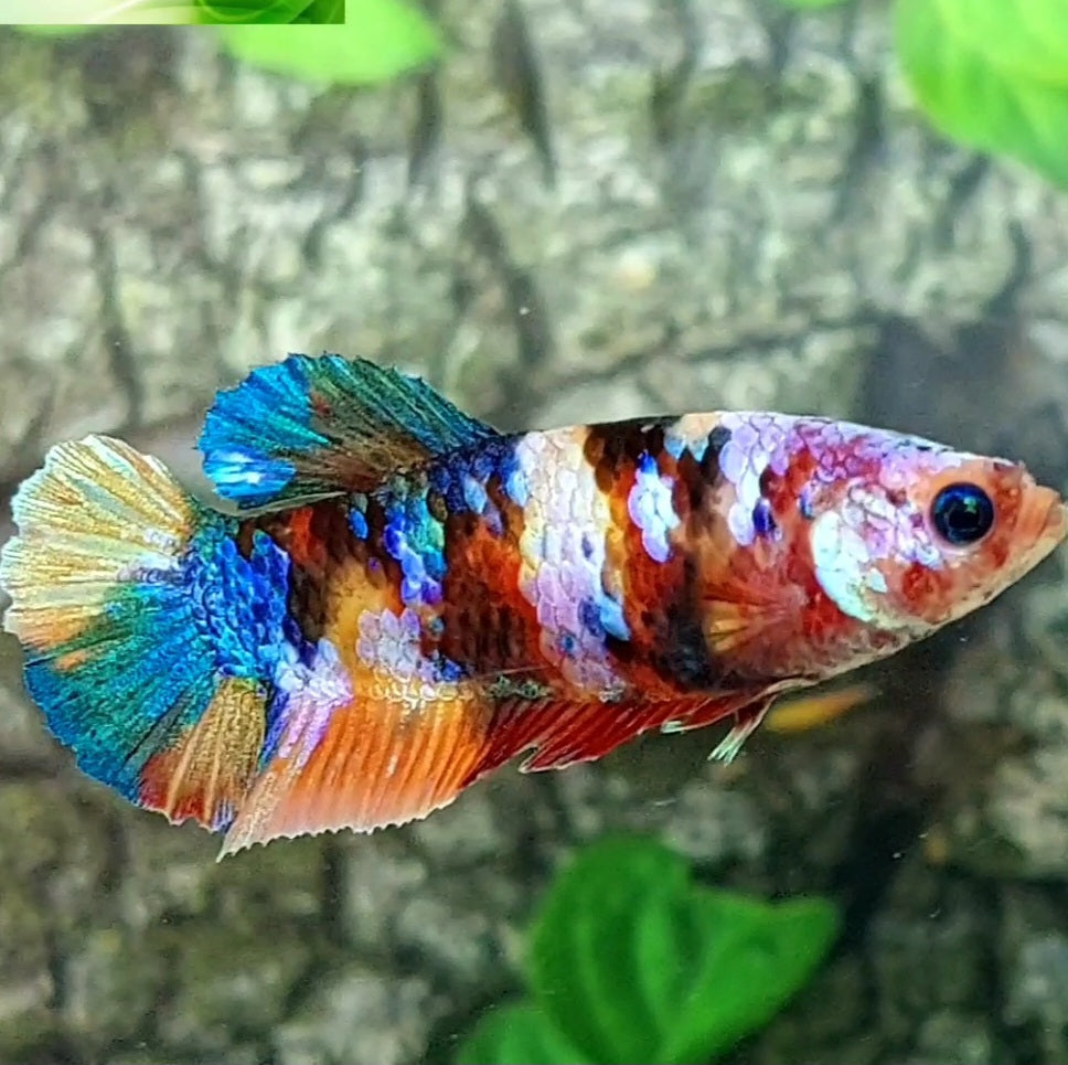Multicolor Galaxy HMPK Female For Sorority Tank/Breed