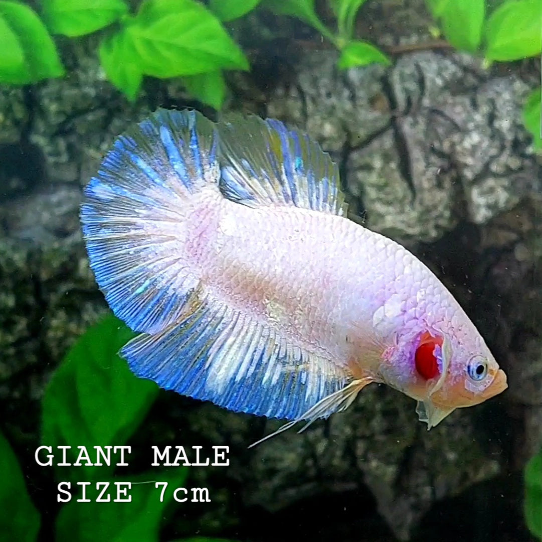 マルチカラー オレンジ コイ GIANT HMPK オス
