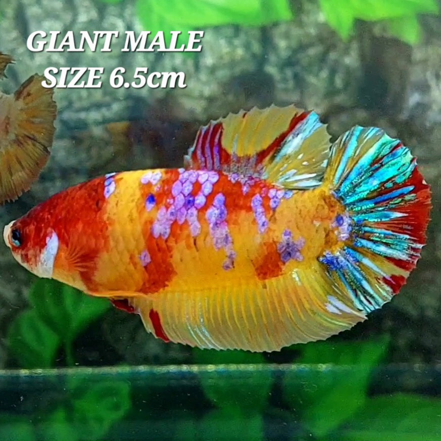 Yellowbase Multicolor Galaxy GIANT HMPK Male