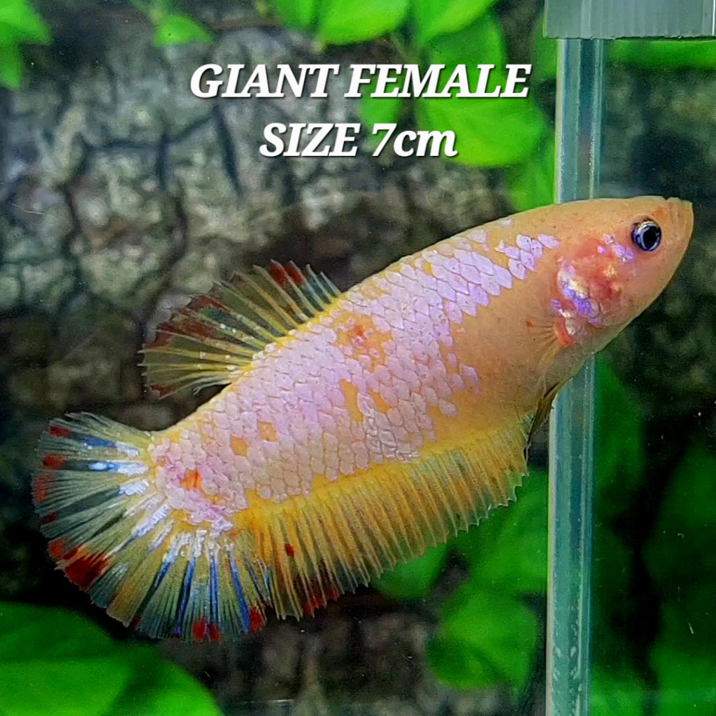 Yellow Pink Fancy HMPK GIANT Female For Sorority Tank/Breed